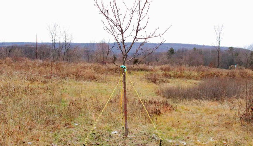Tree Service Problems