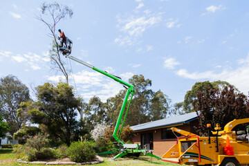 tree service